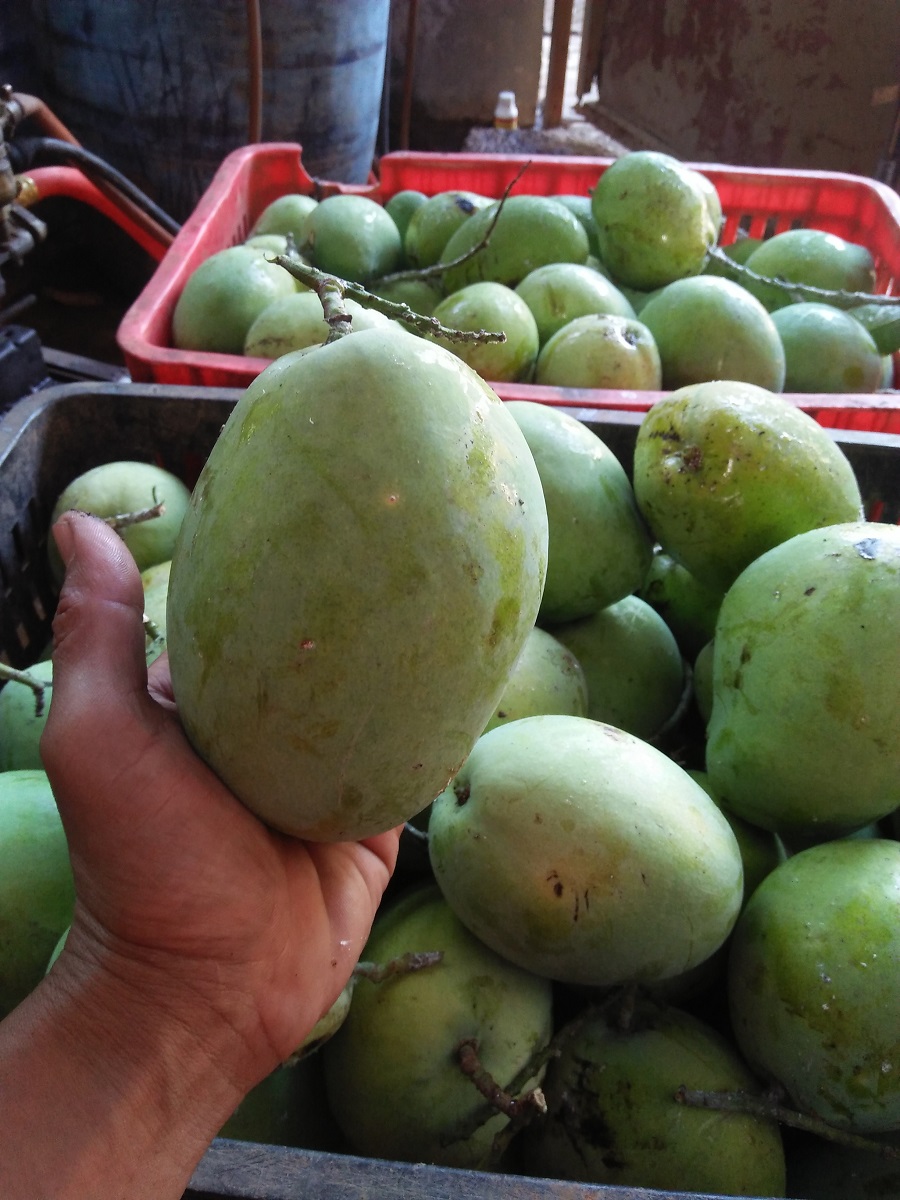 Mangga Cengkir
