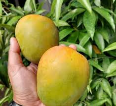 Mangga Gedong Gincu