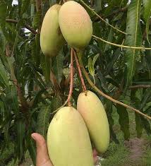 Mangga Golek